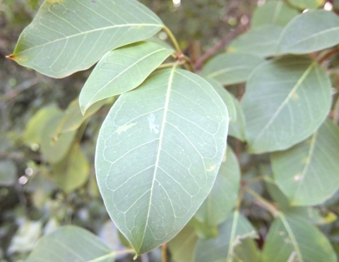 Ficus polita leaves