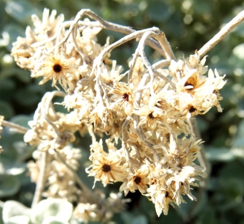 Helichrysum petiolare dry flowerheads