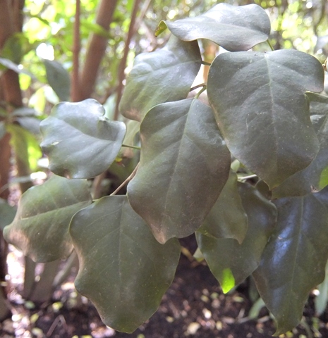 Heywoodia lucens leaves