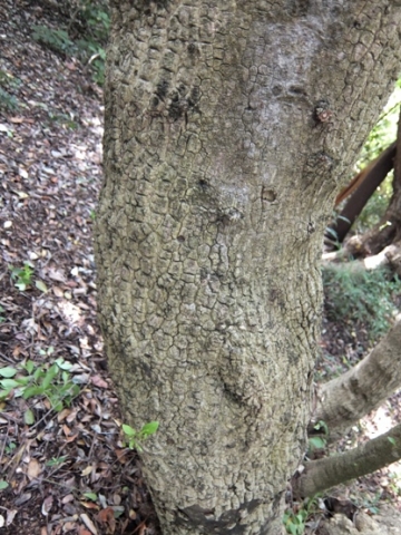 Maytenus oleoides trunk