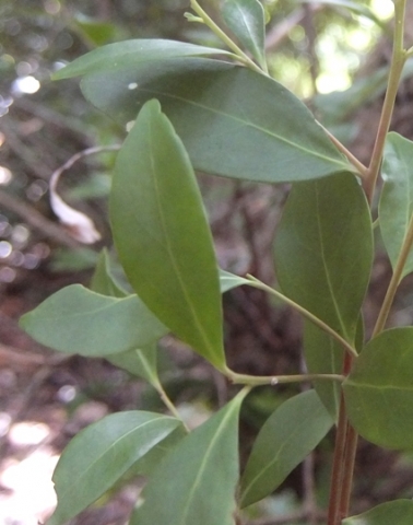 Maytenus oleoides leaves