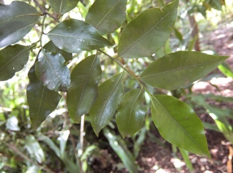 Nectaropetalum capense leaves