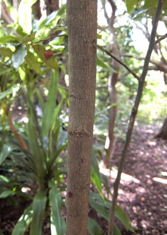 Nectaropetalum capense stem