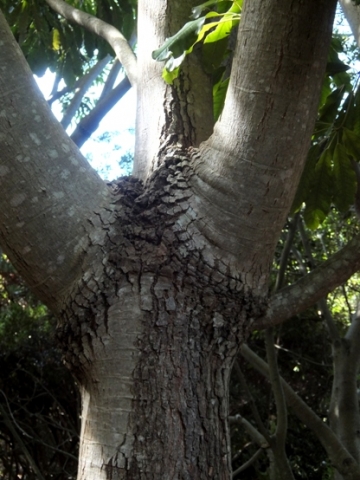Schefflera umbellifera branching stem