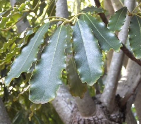 Schefflera umbellifera leaves