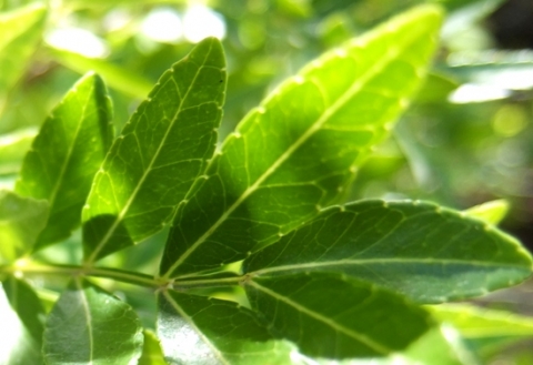 Zanthoxylum capense translucent leaves