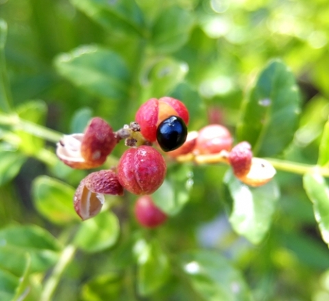 Zanthoxylum capense ripe fruit