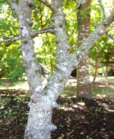 Zanthoxylum capense trunk