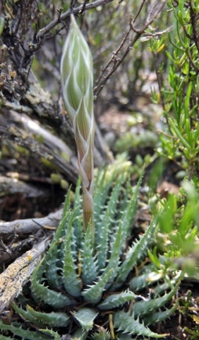 Aloe humilis budding inflorescence
