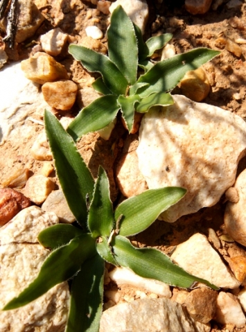 Chlorophytum crispum