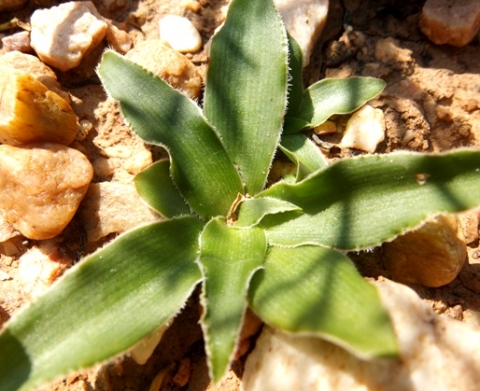 Chlorophytum crispum leaf rosette