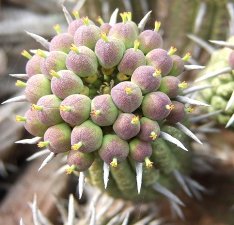 Euphorbia mammillaris, duikernoors fruit