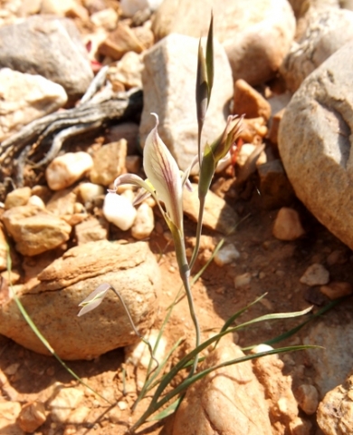 Gladiolus permeabilis subsp. permeabilis 
