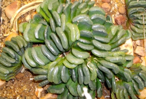 Haworthia truncata var. tenuis