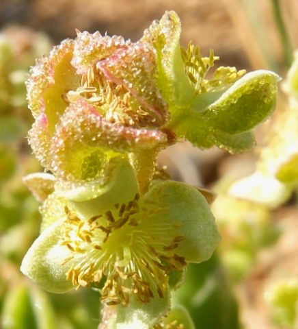 Tetragonia fruticosa flowers