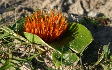 Daubenya zeyheri flower