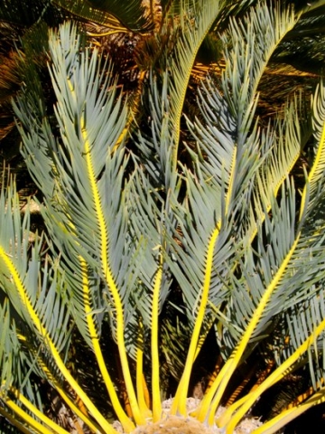 Encephalartos friderici-guilielmi leaves