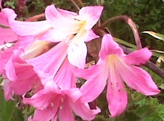 Amaryllis belladonna flowers