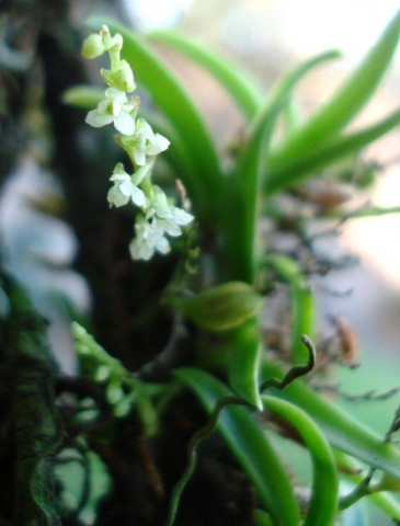 Angraecum chamaeanthus flowers