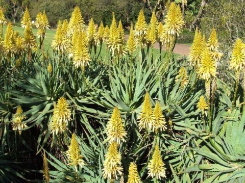 Aloe arborescens yellow