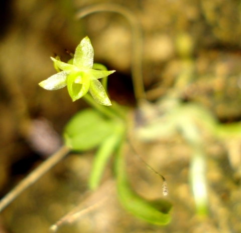 Angraecum sacciferum flower
