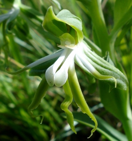 Bonatea boltonii flower