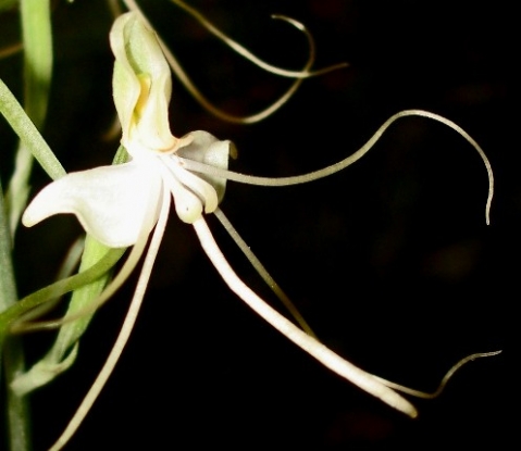 Bonatea polypodantha flower
