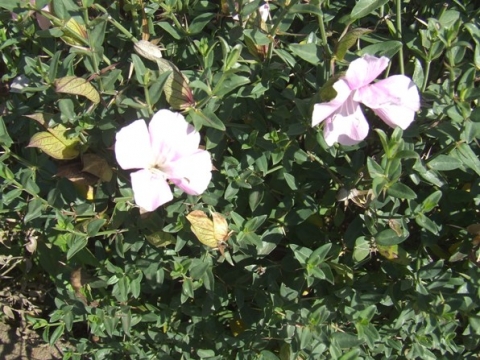 Barleria greenii flowering