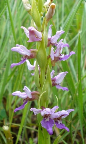 Brachycorythis tenuior floral bracts