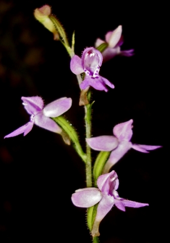 Cynorkis kassneriana lax inflorescence