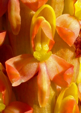 Disa chrysostachya flower