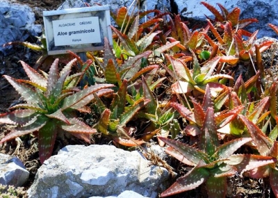 Aloe graminicola indigenous in Kenya