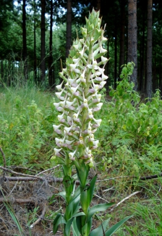 Disa cooperi next to a pine forest