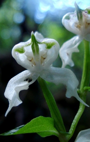 Disperis fanniniae flower