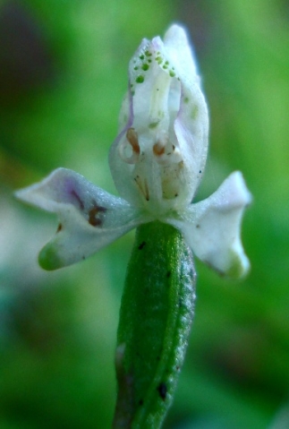 Disperis macowanii white flower
