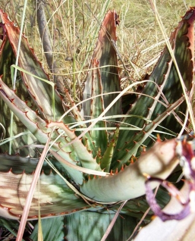 Aloe greatheadii var. davyana leaf rosette