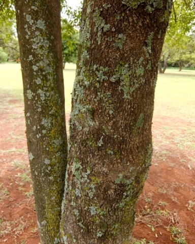 Catha edulis trunk