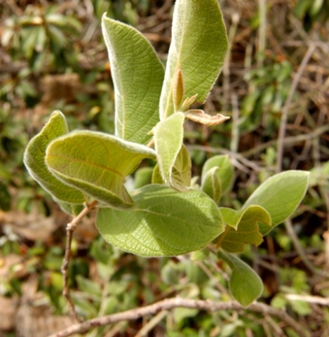 Combretum molle young leaves