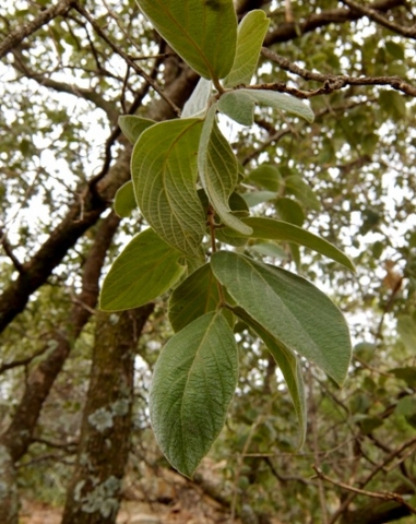 Combretum zeyheri leaves