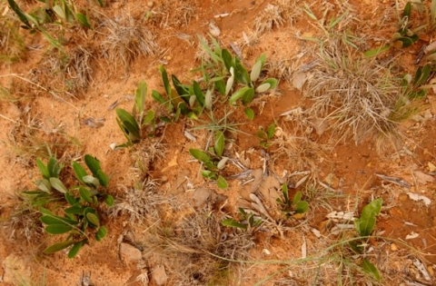 Dichapetalum cymosum, the notorious gifblaar