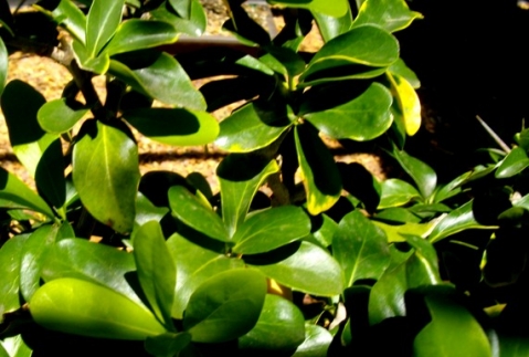 Dovyalis caffra leaves