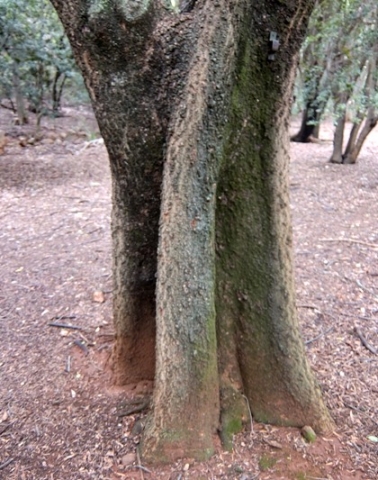 Ekebergia capensis trunk
