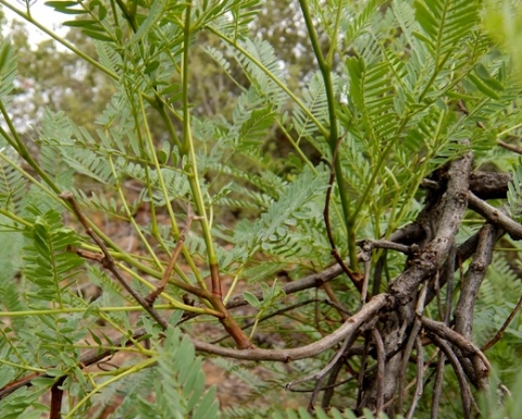 Elephantorrhiza burkei stems