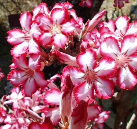 Adenium multiflorum flowers