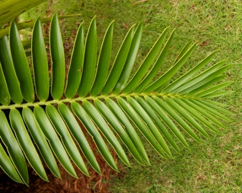 Encephalartos natalensis leaf