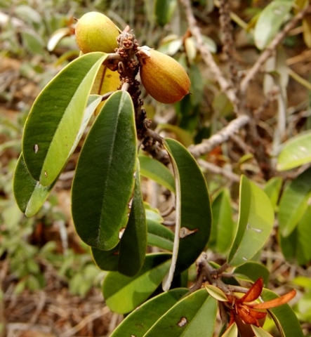 Englerophytum magalismontanum unripe fruit