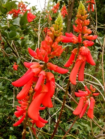 Erythrina humeana in flower