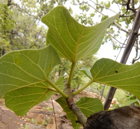 Ficus abutilifolia lower leaf surfaces