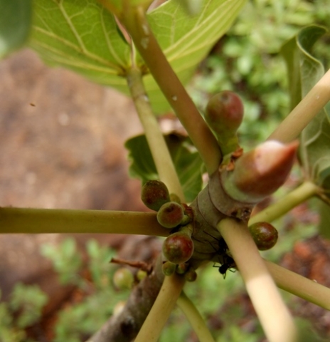 Ficus abutilifolia fruit