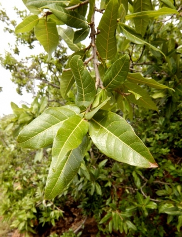 Ficus ingens green leaves